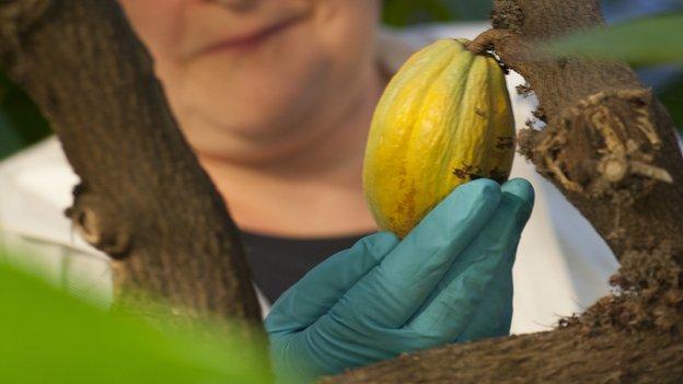 A bigger and better clearing house for all the world's new cocoa varieties opens in the UK at the University of Reading.