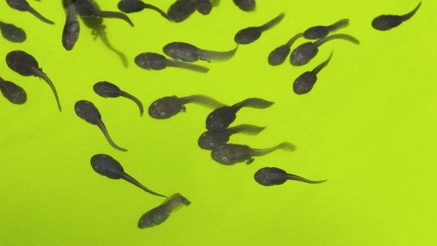 A species found on an Indonesian island has become the first frog ever seen giving birth to tadpoles, rather than laying eggs.