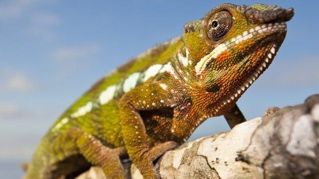 New research shows that rather than using pigments, chameleons change colour by tweaking the arrangement of crystals in their skin cells.