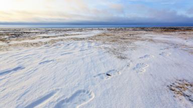 Polar bear tracks, tundra, Nunavut, Canada (Credit: Credit: John E Marriott/Getty)