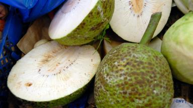 The breadfruit, or uru, is a significant part of the diet and culture of French Polynesia (Credit: Credit: Photofusion/Getty Images)