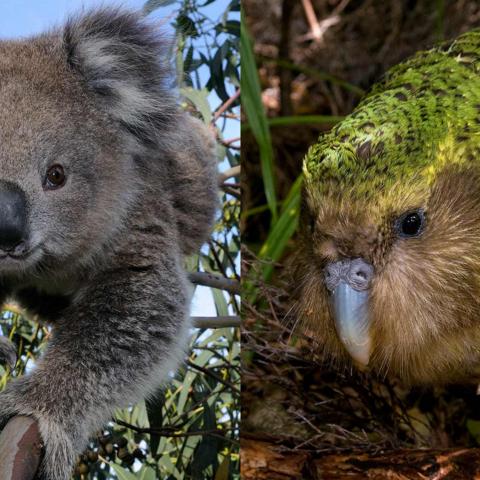 NZ v Australia: Photography Battle 