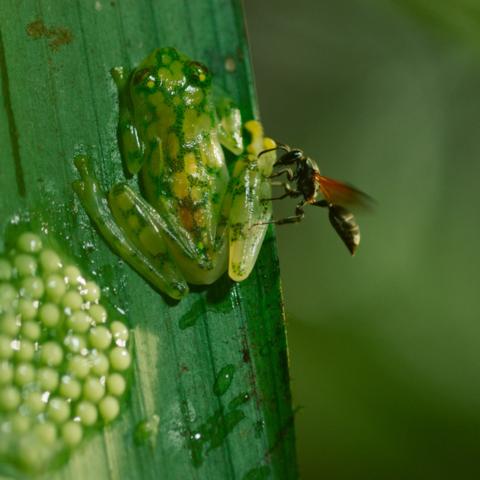 Glass frog male protects his eggs from a predatory wasp in Costa Rica (Credit: BBC 2016)