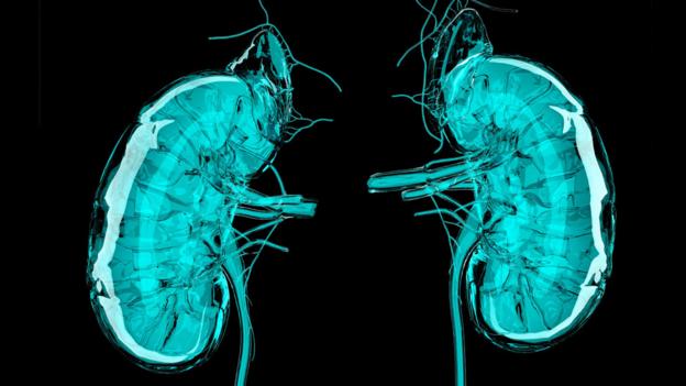 BBC - Future - Printing a human kidney