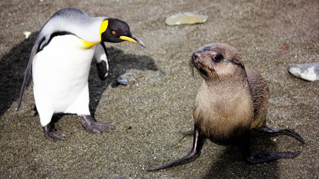 Bbc Earth Seals Discovered Having Sex With Penguins