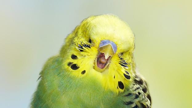 bbc earth when one budgie yawns other budgies yawn too