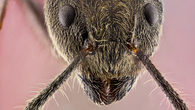 BBC - Future - Decoding the ‘internet of ants’