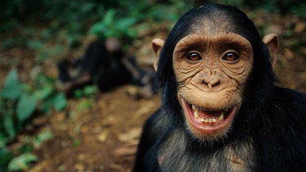 The real chimpanzee diet – Fat, Glucose, Protein and a little Fructose