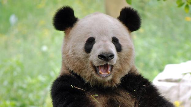 bbc earth why human beings are just like giant pandas Opossum Body Diagram why human beings are just like giant pandas