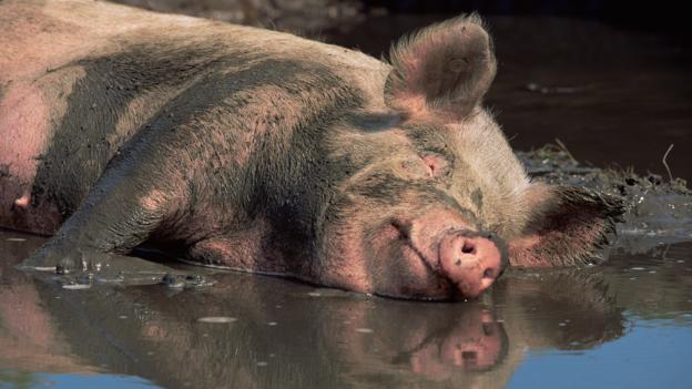 BBC - Earth - The truth about pigs