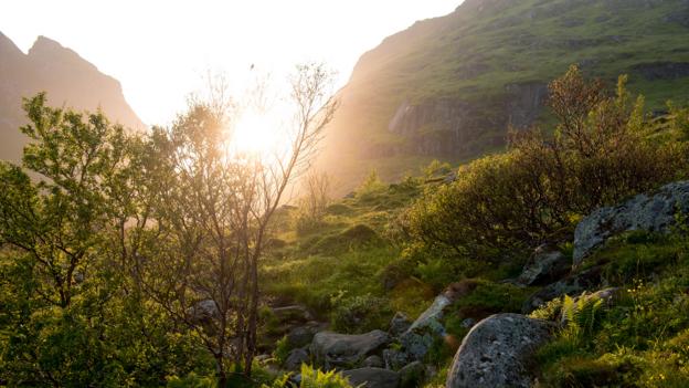Bbc Earth Discover How Norway Saved Its Vanishing Forests