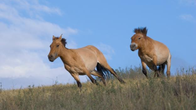 Types of horses: the diversity of the Earths fauna Types of horses: the diversity of the Earths fauna