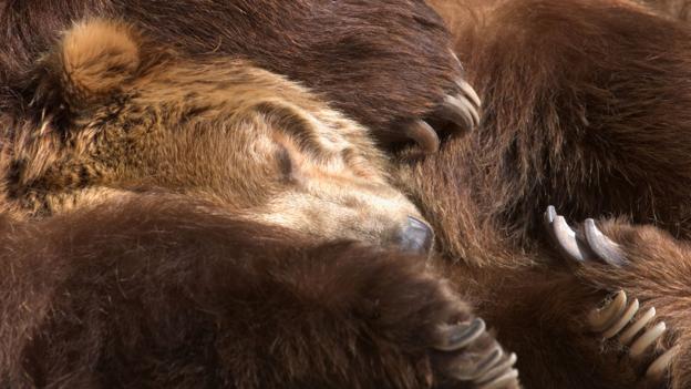 Torpid Snow Primates Found In Midwest >> Bbc Earth Here Are All The Reasons You Can T Hibernate In Winter Torpid Snow Primates Found In Midwest >> Bbc Earth Here Are All The Reasons You Can T Hibernate In Winter
