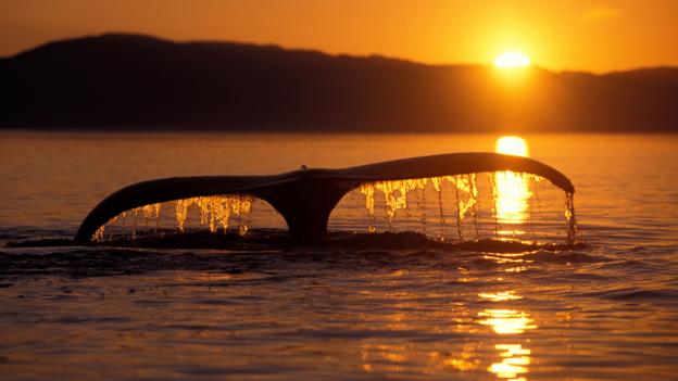 Bbc Earth Are Whales Attempting Suicide When They