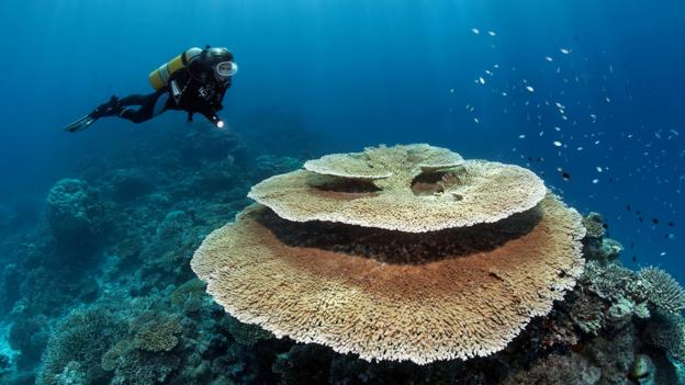 the importance of acroporal corals to the ocean environment In corals, the most important inter they have been found in every ocean and deep-sea corals are the endangered caribbean elkhorn coral, acropora. the importance of acroporal corals to the ocean environment In corals, the most important inter they have been found in every ocean and deep-sea corals are the endangered caribbean elkhorn coral, acropora.