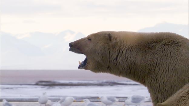 bbc earth polar bear teddy