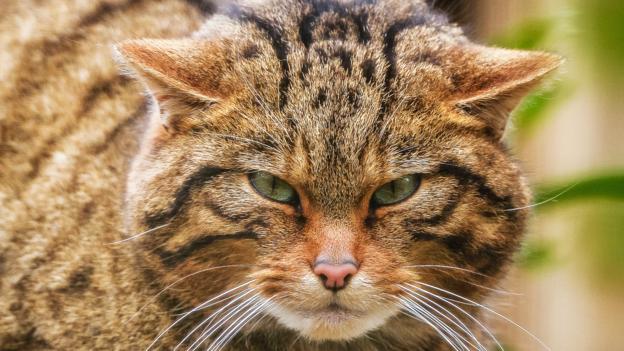 BBC - Earth - Is this the world's cutest cat?