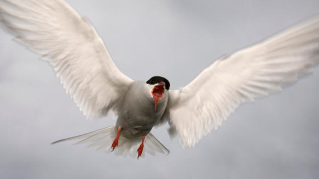 Bbc Earth Meet The Animals That Travel Farther Than Any Other