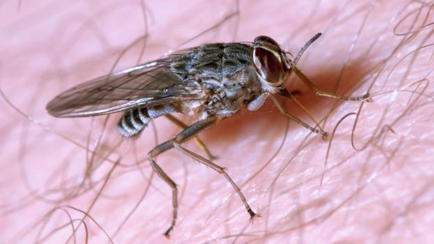tsetse fly After a four-year eradication programme including nuclear techniques, the niayes region of senegal is now almost free of the tsetse fly, which used to decimate livestock. tsetse fly After a four-year eradication programme including nuclear techniques, the niayes region of senegal is now almost free of the tsetse fly, which used to decimate livestock.