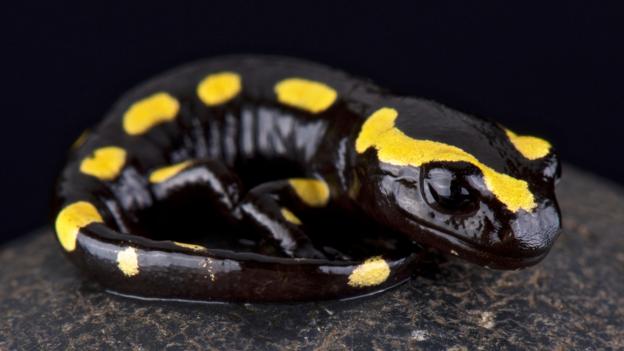 gutscheincode salamander online gutscheincode salamander online