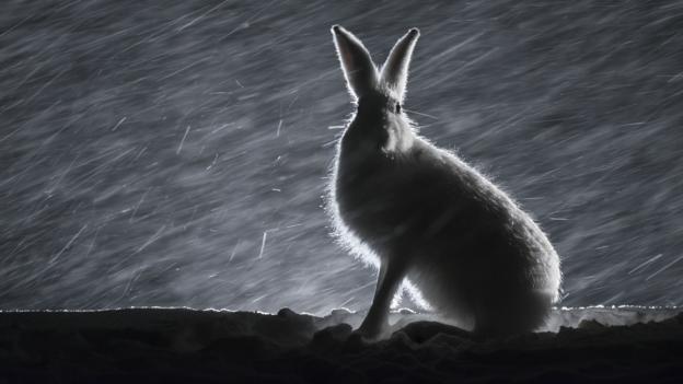 Bbc Earth The Animals We Have Mistakenly Thought Of As