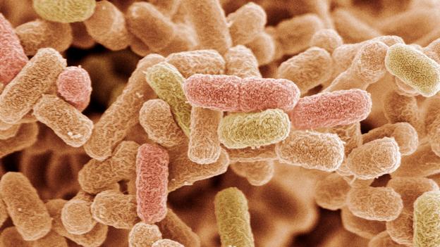 The detectives who investigate food poisoning mysteries - BBC News