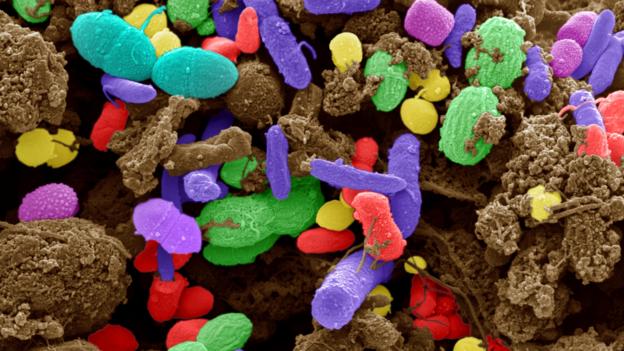 How bacteria could make you smarter