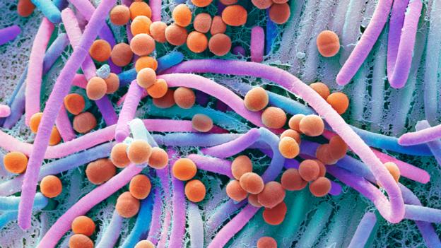 bacteria stuffies