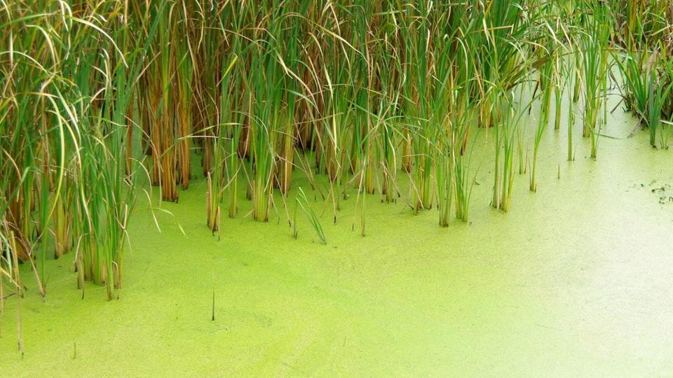 phosphate