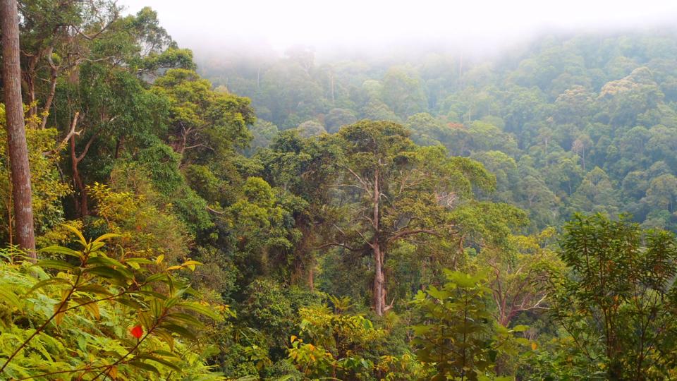 Forest of Hope