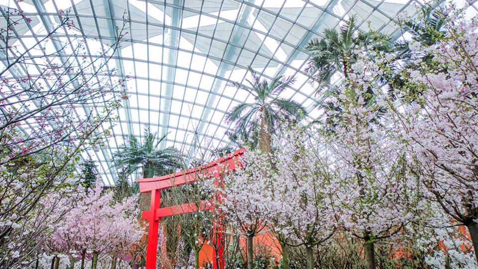 GBB-Gardens-cherry-blossoms