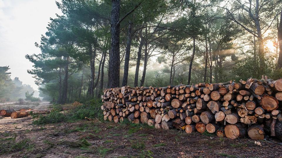 GBB-cloud-forest-logging.jpg