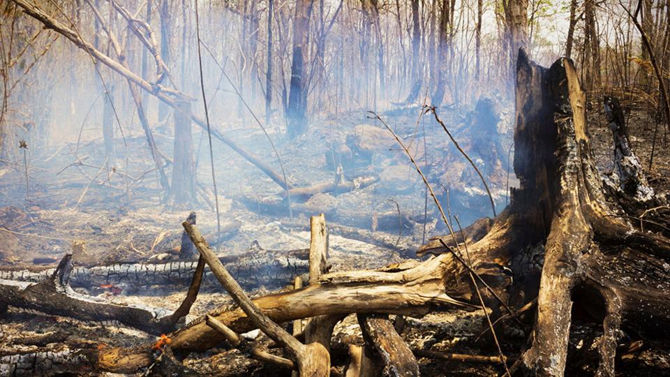 GBB-cloud-forest-forest-fire