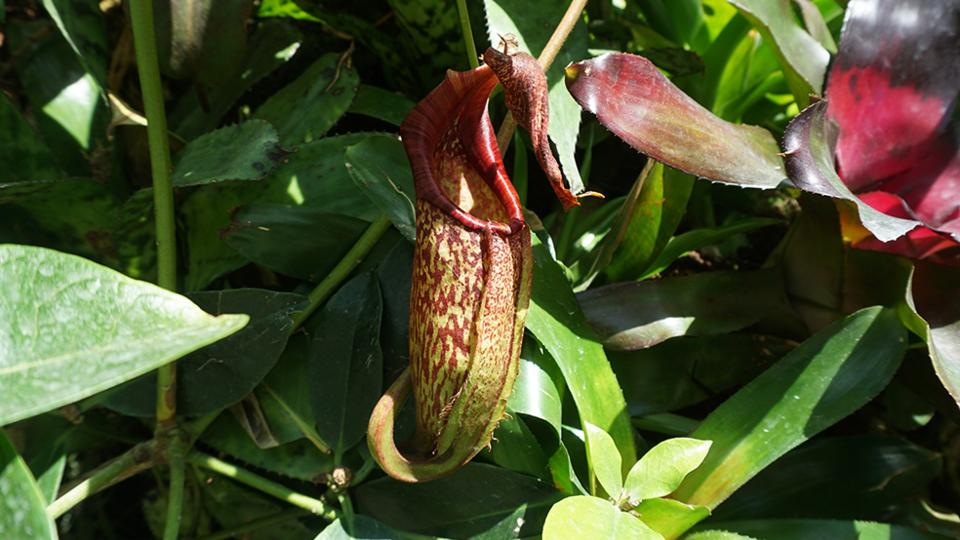 carnivorous pitcher plant