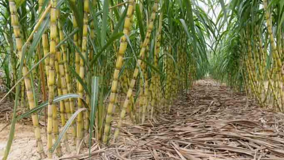 web-sugar-cane.jpg