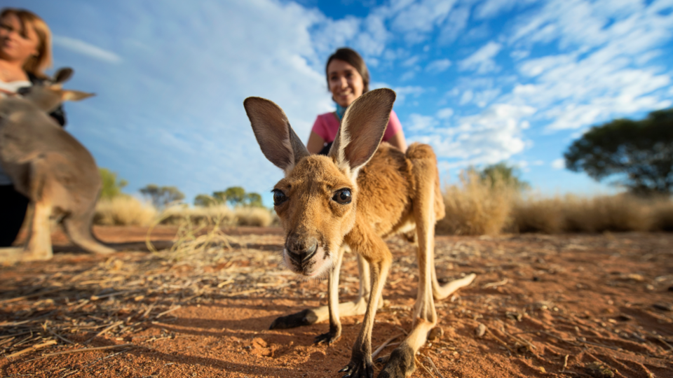 Kangaroo Sanctuary
