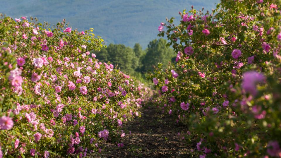 Rose Valley
