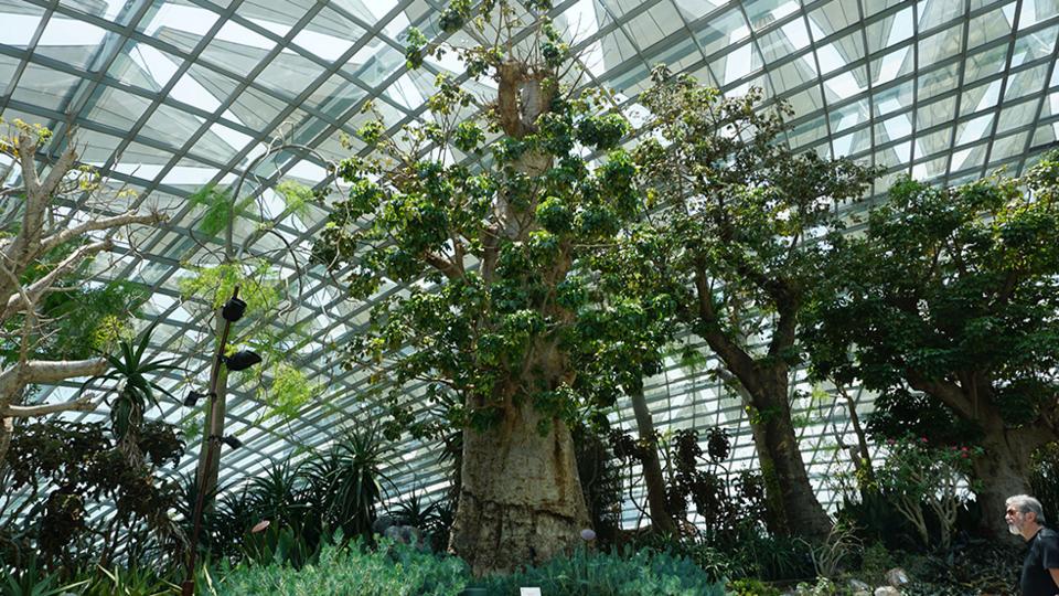 African Baobab in Flower Dome, Gardens by the Bay, Singapore