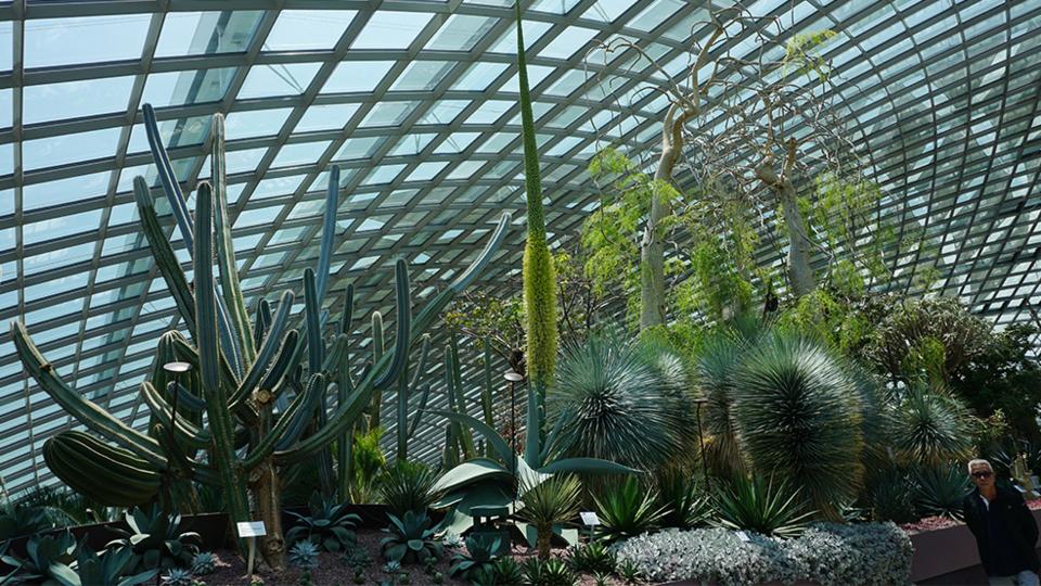 Agave guiengola in bloom in Flower Dome, Gardens by the Bay, Singapore