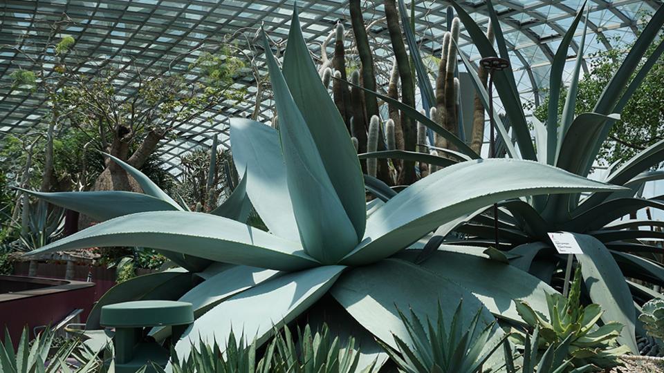 Agave guiengola in Flower Dome, Gardens by the Bay, Singapore