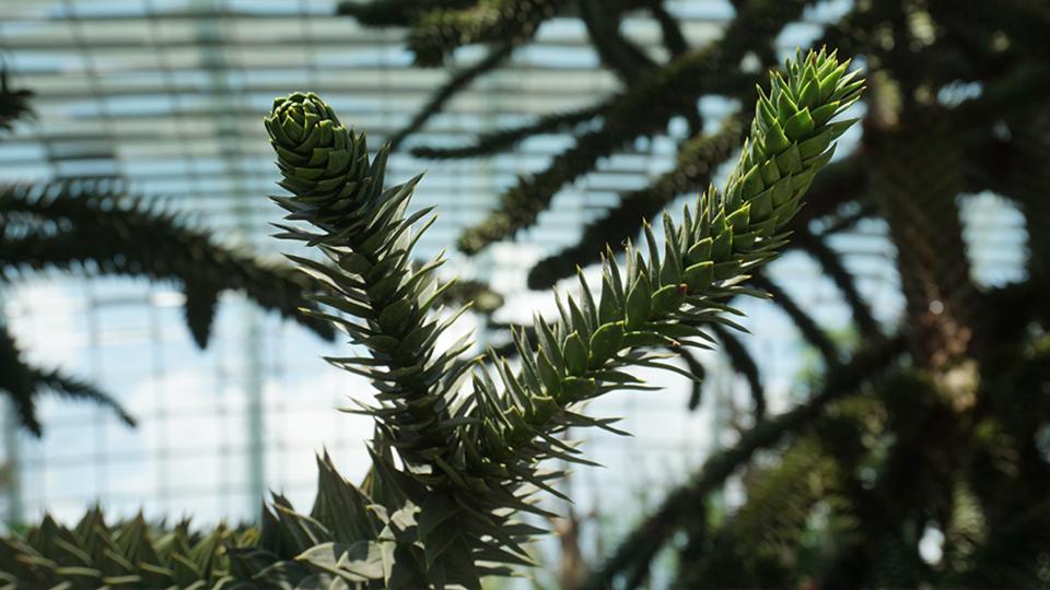 The prickly leaves of Araucaria araucana in Flower Dome, Gardens by the Bay, Singapore