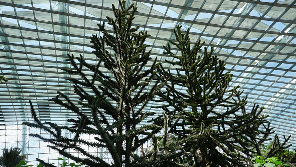 Monkey Puzzle Trees’ in Flower Dome, Gardens by the Bay, Singapore