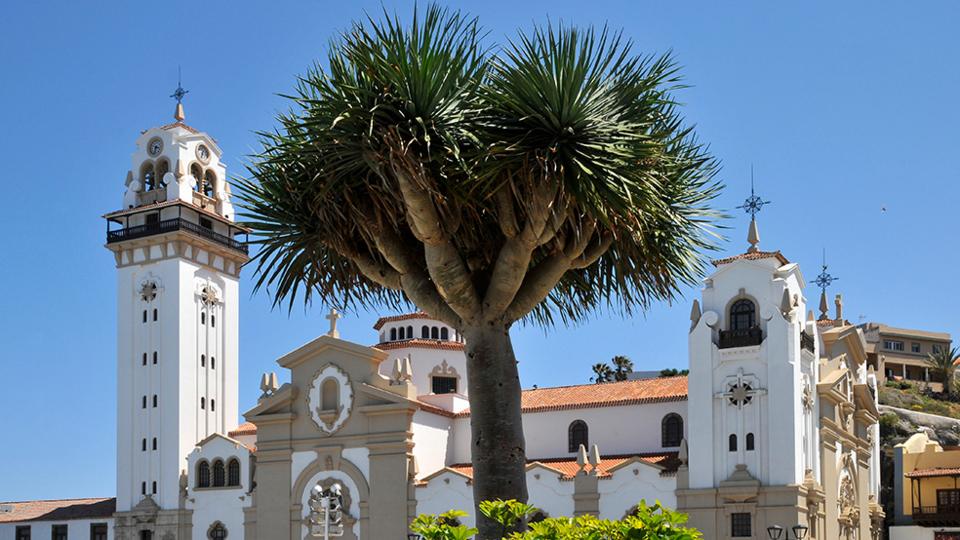 Dracaena draco in front of Basilica of Candelaria in Tenerife, Canary Islands