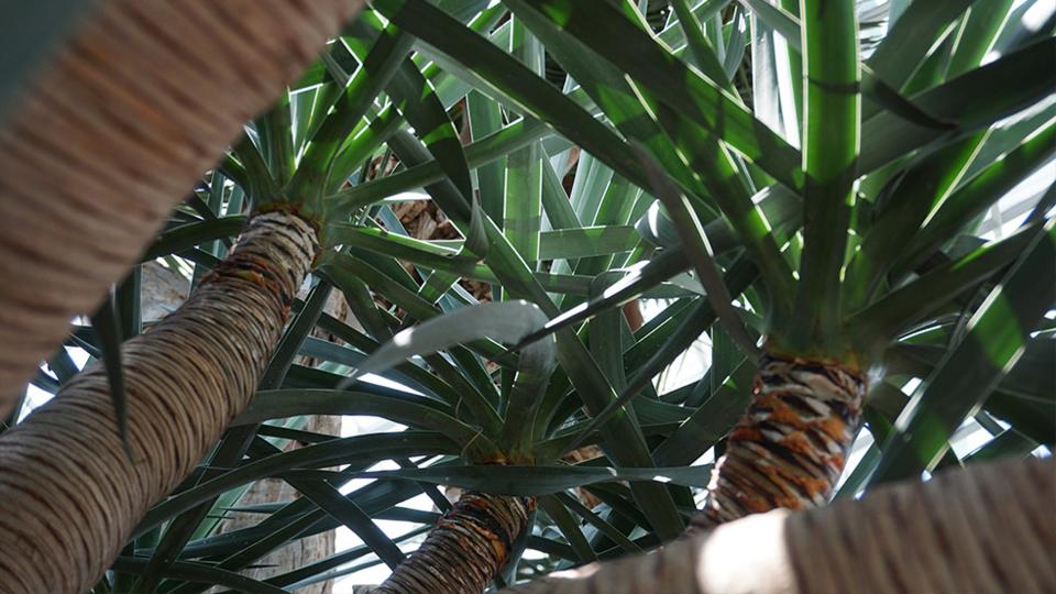 A Dragon Tree in Flower Dome, Gardens by the Bay, Singapore