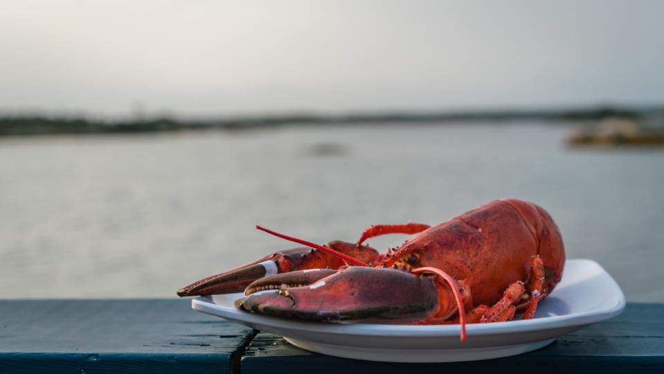 Adventure-nova-scotia-bbc-theplanetd-lobter-dinner.jpg