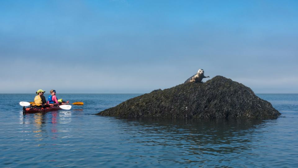 Adventure nova scotia bbc theplanetd kayaking seal