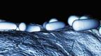 (Copyright: Science Photo Library)