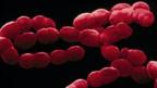 E.Coli (Copyright: Science Photo Library)