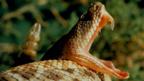 Snake with fangs visible preparing to bite (Copyright: Tom McHugh/Science Photo Library)