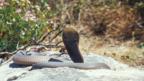 Cobra snake preparing to attack